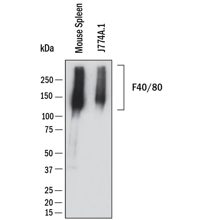 Western Blot shows lysates of mouse spleen and J774A.1 mouse reticulum cell sarcoma macrophage cell line. PVDF membrane was probed with 2 µg/ml of Rat Anti-Mouse F4/80 Monoclonal Antibody (Catalog # MAB11811) followed by HRP-conjugated Anti-Rat IgG Secondary Antibody (<a class=
