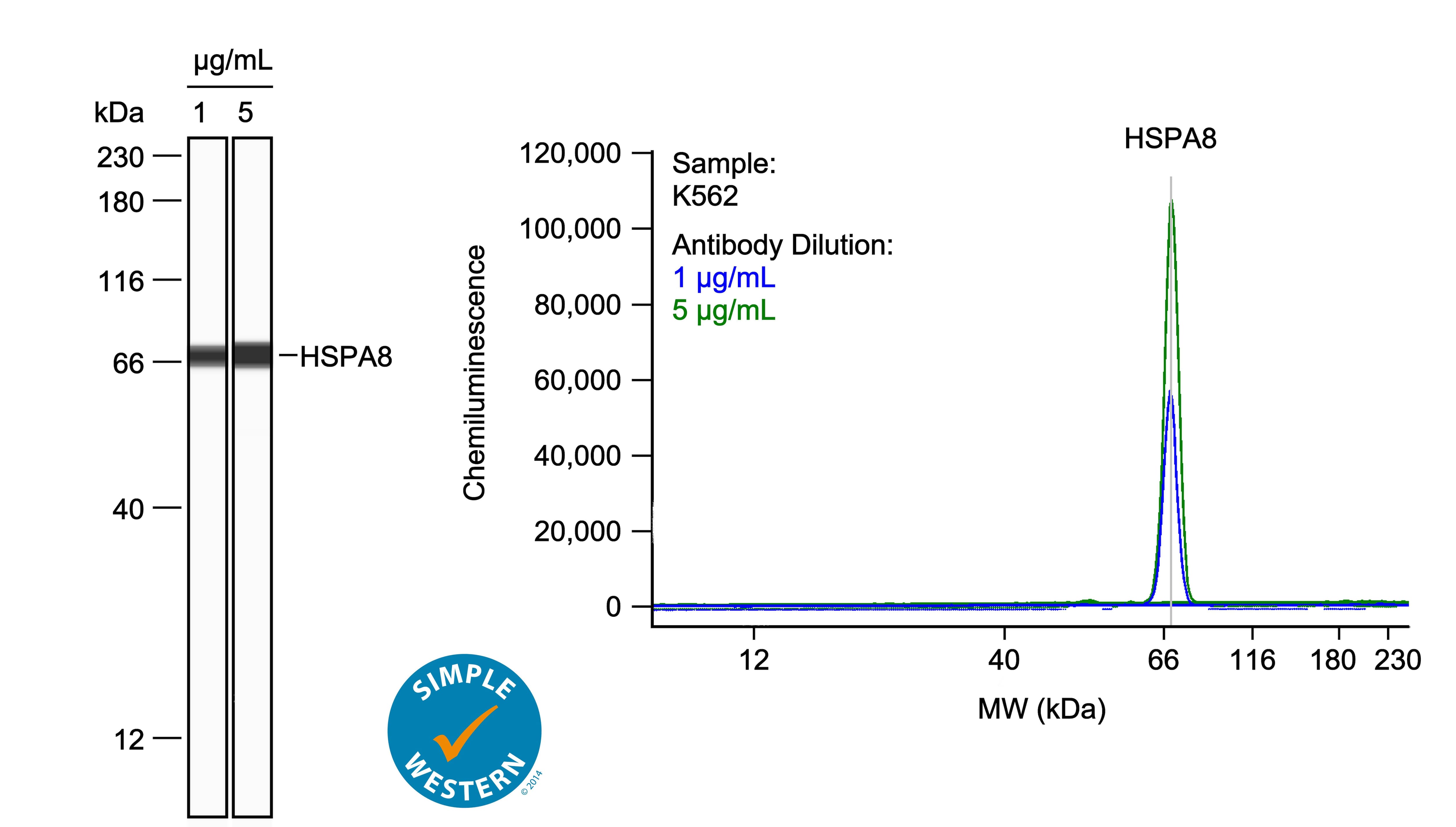 <b>Left:</b> Simple Western lane view shows lysates of K562 human chronic myelogenous leukemia cell line, loaded at 0.1 mg/ml. A specific band was detected for HSPA8/HSC71 at approximately 70 kDa (as indicated) using both 1 µg/ml and 5 µg/ml of Rabbit Anti-Human HSPA8/HSC71 Monoclonal Antibody (Catalog # MAB11819) followed by HRP-conjugated Goat Anti-Rabbit Secondary Antibody (042-206). This experiment was conducted under reducing conditions and using the 12-230kDa separation system. <b>Right:</b> Simple Western electropherogram showing the same Rabbit Anti-Human HSPA8/HSC71 Monoclonal Antibody (Catalog # MAB11819) tested at 1 µg/ml (blue line) and 5 µg/ml (green line) in the K562 human chronic myelogenous leukemia cell line.