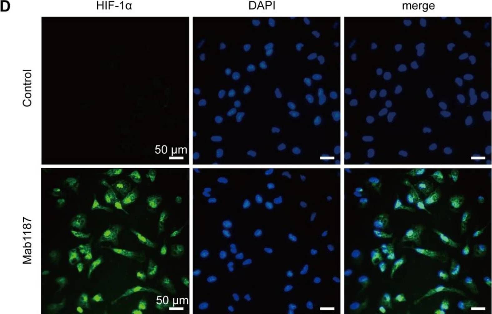TREM-1 activation induced HIF-1 alpha  accumulation and translocation to the nucleus in macrophages. Macrophages were incubated with anti-TREM-1 mAb (10 μg/mL) in a normoxia condition. (A) Six hours later, Hif‐1 alpha  gene levels were measured using qPCR, n=4-6. (B-C) Twenty-four hours later, the protein of HIF‐1 alpha  was performed by western blot with GAPDH as a loading control, n=3. (D) Macrophages were cultured on anti-TREM-1 for 24 h and then subjected to immunofluorescence examination to analyze the HIF-1 alpha  accumulation and translocation to the nucleus (scale bar, 50 μm). (E) Average fluorescent intensity was calculated by HIF-1 alpha + fluorescence intensity (IntDen)/area of the region (Area) using ImageJ, n=6. (F-G) 1×106 cells/well were premixed with PBS control or PX-478 (25 μM) for 30 min, then plated into 12-well plates with agonist anti-TREM-1 mAb (10 μg/mL). HK2 protein levels were measured after an additional incubation for 24 h, n=3. n represents experiments performed on different macrophages from separate mice. Data are expressed as the mean ± SD. Student's t-test (two-tailed, unpaired) was used to compare Mab1187 and Control in (A-E): * P < 0.05, ** P < 0.01, and *** P < 0.001. One-way ANOVA adjusted by Tukey's multiple comparison test was used in G: *** P < 0.001. Image collected and cropped by CiteAb from the following open publication (//pubmed.ncbi.nlm.nih.gov/36594089), licensed under a CC-BY license. Not internally tested by R&D Systems.