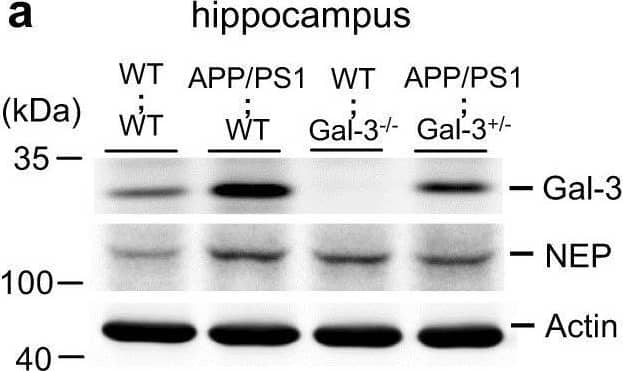 Western Blot Galectin-3 Antibody (202213) [Unconjugated]