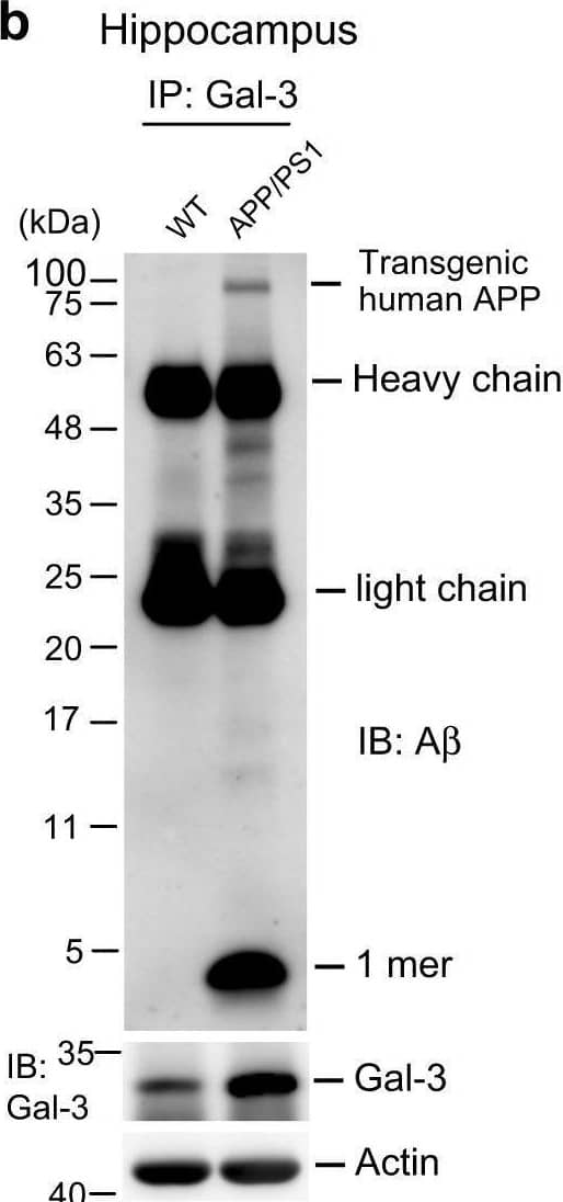 Western Blot Galectin-3 Antibody (202213) [Unconjugated]