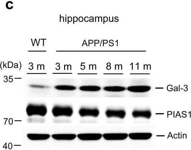 A beta  oligomerization and Gal-3 expression are age-dependently increased in APP/PS1 mice. a Wild-type (3 months old) and APP/PS1 mice of different ages (3, 5, 8, and 11 months) were sacrificed and dissected hippocampal tissues were subjected to Western blot analysis for endogenous A beta  oligomers. b Quantified results for HMW and LMW A beta  oligomerization [n = 4 per group; F(4,15) = 39.3, P < 0.001 for HMW and F(4,15) = 74.07, P < 0.001 for LMW]. Statistical significances for various comparisons are shown in the figure. c Western blot analysis showing the expression levels of Gal-3 and PIAS1 in hippocampal samples from the same batch of WT mice and APP/PS1 mice of different ages (n = 4 per group). d Quantified results for Gal-3 expression in WT and APP/PS1 mice [F(4,15) = 14.59, P < 0.001]. e Quantified results for PIAS1 expression in WT and APP/PS1 mice [F(4,15) = 5.86, P < 0.01] The letter “m” indicates month. Statistical significances of various comparisons are shown in the figure. Data are expressed as mean ± SEM. *P < 0.05, **P < 0.01, #P < 0.001 Image collected and cropped by CiteAb from the following open publication (//pubmed.ncbi.nlm.nih.gov/31127200), licensed under a CC-BY license. Not internally tested by R&D Systems.