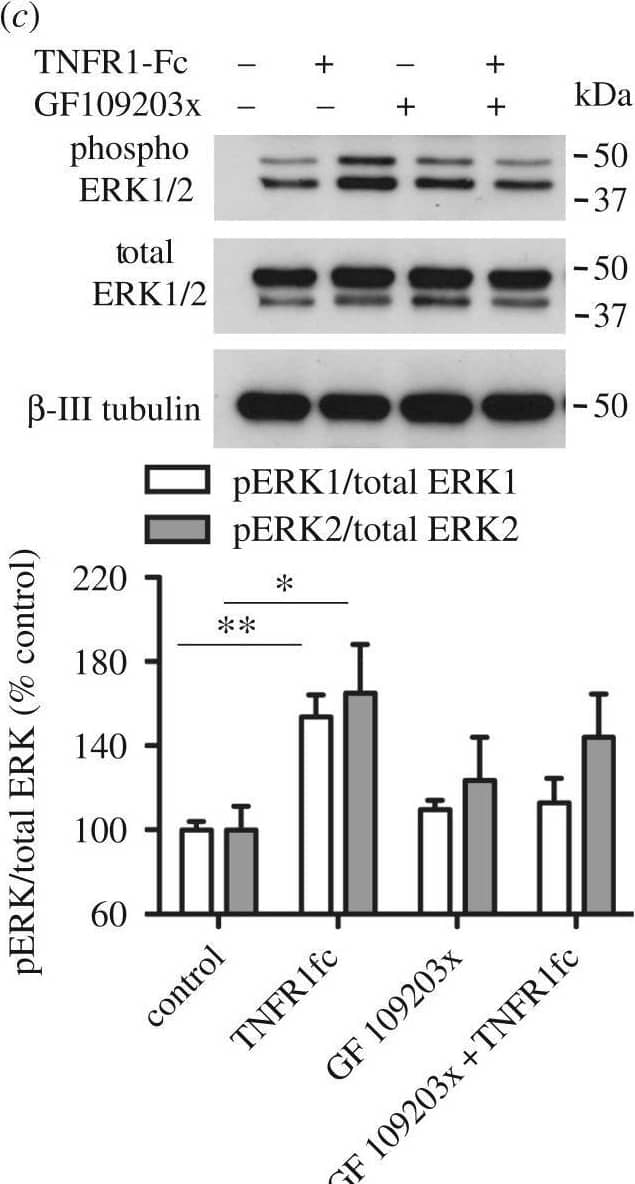 Western Blot IL-18 BPa/IL18BP Antibody (136033)
