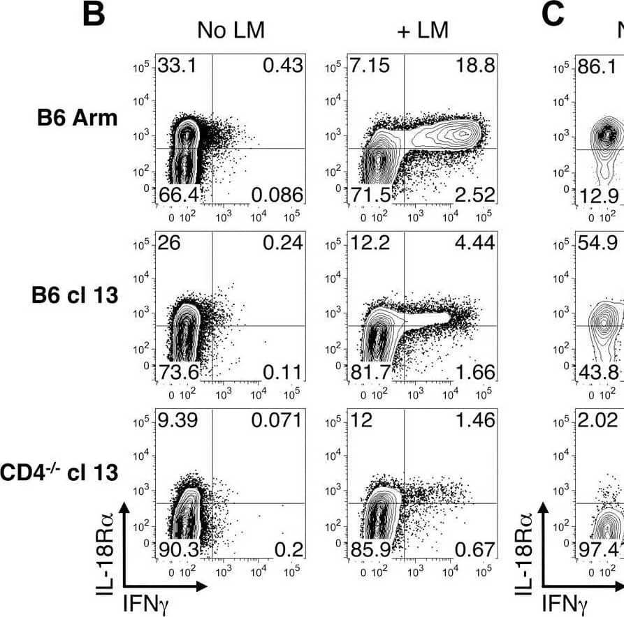 Memory but not exhausted T cells express IFN-gamma  and CD25 in response to LM infection. Cohorts of mice were challenged with wild-type LM 59-81 days following acute (LCMV-Arm), protracted (LCMV-cl13 infected B6 mice) and chronic (LCMV-cl13 infected CD4-/- mice) infections. Splenocytes were prepared 20 hr after the bacterial infection and cultured in the presence of BFA for 3hr prior to surface MHC tetramer staining and intracellular staining for IFN-gamma  accumulation. (A) Overview of the experimental design. (B) Representative flow cytometry plots show IL-18R alpha  expression and IFN-gamma  production by gated CD8 T cells are shown with and without LM infection. (C) IL-18R alpha  and (D) CD25 expression in conjunction with IFN-gamma  production are shown for gated LCMV DbGP33+ CD8 T cells. The percentages of (E) IFN-gamma -producing and (F) CD25-expressing IFN-gamma + LCMV Db(GP33) and Db(GP276) epitope-specific CD8 T cells are shown for individual mice, and mean values are indicated by the horizontal bars. (G) and (H) Bacterial titers in the spleens and livers, respectively, following LM challenge of the cohorts of mice that were previously infected with LCMV. Flow cytometry plots show representative data from either (B, C) three or (D) two independent experiments analyzing a total of 11-12 LM challenged mice per group. Graphs show results from (E) 4–5 experiments with 15-18 mice per group, from (F) two experiments with 6-8 mice per group, from (G) four experiments with 14-15 mice per group, and from (H) three experiments with 10–12 mice per group. *** p<0.001, ** p<0.01, * p<0.05. Image collected and cropped by CiteAb from the following open publication (//pubmed.ncbi.nlm.nih.gov/21980291), licensed under a CC-BY license. Not internally tested by R&D Systems.