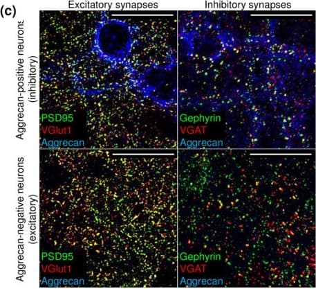 Olanzapine (Oz) and haloperidol (Hp) modify the density of excitatory and inhibitory synapses to excitatory and inhibitory neurons. (a) The principle of the synapse quantification method is based on the detection of presynaptic and postsynaptic markers. (b) The overlap between presynaptic and postsynaptic fluorescence allows to identify the structurally complete synapses. Neurotransmitter transporter proteins are labeled in red at the presynapse, scaffolding protein is marked green at the postsynapse. (c) Glutamatergic and GABAergic synapses are detected with reference to aggrecan expression in 21 days in vitro (21 DIV) neuronal cultures. The representative 66.5 × 66.5 µm single plane confocal micrographs exemplify the staining patterns of excitatory (colocalization of PSD95 and VGlut1) and inhibitory (colocalization of gephyrin and VGAT) synapses in proximity to inhibitory (aggrecan-positive) and excitatory (aggrecan-negative) neuron somata (See explanation in the text). High-resolution scans were obtained from the regions proximal to neuronal somata. Scale bar, 30 µm. (d) The percent of increase/decrease in synapse density upon treatment with antipsychotics is shown as median (square center), and the inter quartile range (25–75% IQR whiskers). Each data point reflects the quantification of minimum 35 images (66.5 × 66.5 µm area, containing a single cell body of a 21 DIV neuron, exemplified in (c), N = 5. The asterisks indicate significant differences with the corresponding control, based on the Kruskal-Wallis ANOVA test (*p < 0.05; ***p < 0.001). Image collected and cropped by CiteAb from the following publication (//pubmed.ncbi.nlm.nih.gov/28912551), licensed under a CC-BY license. Not internally tested by R&D Systems.