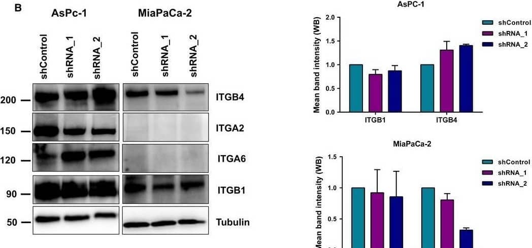 ADAM9 silencing impacts integrin abundance. (A) Surface expression analysis of ITGA2, ITGA6, ITGB1, and ITGB4 by flow cytometry using Alexa‐488 conjugated antibodies in both AsPC‐1 and MiaPaCa‐2 cells. (B) Western blot analysis of the impacted integrins in both AsPC‐1 and MiaPaCa‐2 cells upon ADAM9 expression silencing. For ITGB1 and ITGB4, we quantified the western blot band intensity to quantify changes at the protein level. We observed a slight decrease in ITGB1 and a slight increase in ITGB4 in AsPC‐1 cells upon silencing of ADAM9 expression. (C) No changes in integrin mRNA expression levels were observed upon silencing of ADAM9 expression. (D) Caspase‐3 activity was determined by fluorogenic DEVDase assay of cells pre‐treated with 1 μm gemcitabine for 72 h. All results are expressed as the mean ± SD of three independent experiments. Statistical significance was determined using a two‐sided Student t test: *P < 0.05, **P < 0.01, ***P < 0.001. Image collected and cropped by CiteAb from the following open publication (//pubmed.ncbi.nlm.nih.gov/30556643), licensed under a CC-BY license. Not internally tested by R&D Systems.