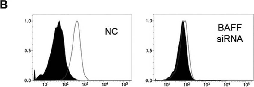 The enhancing effect of mAb is BAFF specific and starts at relatively early time points after LPS stimulation.(A) THP-1 cells were transiently transfected with 10 nM scramble siRNA (NC) or BAFF-specific siRNA. After 24 h, RT-PCR analysis was performed to evaluate the expression levels of BAFF mRNA. (B) Cells were transfected as in (A) and collected at 48 h. BAFF expression levels were then measured by flow cytometry using BAFF specific mAb (empty area) or mIgG (filled area). (C) Cells were transfected as in (A). After 48 h, cells were pre-treated with 1 μg/ml mIgG or anti-BAFF mAb for 30 min and then the cells were stimulated with 100 ng/ml LPS for 24 h. Cultured supernatants were then collected to evaluate levels of secreted IL-8. Values represent IL-8 levels relative to those of the positive control (set to 100%). *p < 0.05 (n = 3). (D) THP-1 cells were pretreated as in (C) and stimulated with 1 μg/ml of LPS. Culture supernatants were collected at the indicated time points and IL-8 levels were measured using ELISA. Control samples were treated with 1 μg/ml anti-BAFF or mIgG for 24 h in the absence of LPS treatment. Image collected and cropped by CiteAb from the following open publication (//pubmed.ncbi.nlm.nih.gov/28374824), licensed under a CC-BY license. Not internally tested by R&D Systems.
