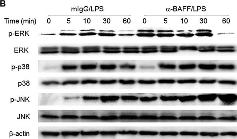 BAFF exerts its enhancing effects through activation of ERK and JNK MAPKs.(A) THP-1 cells were stimulated with anti-BAFF (1 μg/ml) mAb for the indicated time periods. The activation status of MAPK was analyzed by Western blot using antibodies specific for normal and phosphorylated form of MAPKs and actin. (B) The cells were pre-treated with 1 μg/ml of anti-BAFF mAb or mIgG for 30 min and then stimulated with 100 ng/ml of LPS for the indicated time periods. The Western blot analysis of MAPKs was performed as in A. (C-F) THP-1 cells were pre-treated with 3.75 μM U0126 (ERK inhibitor), 2 μM SB203580 (p38 inhibitor), 10 μM SP600125 (JNK inhibitor) or 0.02% DMSO (VC) for 30 min. Cells were then treated with 1 μg/ml anti-BAFF for 30 min before stimulation with 100 ng/ml of LPS for 24 h. Culture supernatants were collected and levels of secreted MMP-9 (C), IL-8 (D), TNF-alpha  (E) and MCP-1 (F) were analyzed by gelatin zymography and ELISA. *p < 0.05 when compared with corresponding positive control samples stimulated in the absence of inhibitors (n = 3). Image collected and cropped by CiteAb from the following open publication (//pubmed.ncbi.nlm.nih.gov/28374824), licensed under a CC-BY license. Not internally tested by R&D Systems.