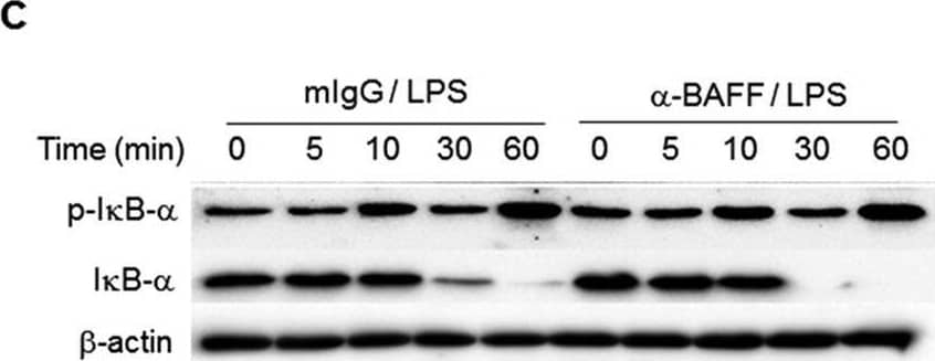 BAFF-mediated signaling synergizes with LPS for NF-kappa B activation without affecting I kappa B degradation or NF-kappa B nuclear translocation.(A and B) HEK 293 T cells were transfected with an NF-kappa B luciferase construct, reference reporter construct, and BAFF expression vector in combination with CD4-TLR4, death domain (DD) of MyD88, or wild type TRIF-expressing vectors for 24 h. Relative luciferase activity (RLA) was then measured. ***p < 0.001 when compared with the negative control. #p < 0.05, ## < 0.01 and ### < 0.001 (n = 6). (C) THP-1 cells were pre-treated with 1 μg/ml of anti-BAFF mAb or mIgG and then stimulated with 100 ng/ml of LPS for the indicated time periods and total cell lysates were obtained. The Western blot was performed using antibodies specific for phospho-I kappa B-alpha , I kappa B-alpha  or  beta -actin. (D) Cells were pretreated as in C and stimulated with 1 μg/ml of LPS. After 30 min, the location of p65 was analyzed using immunocytochemistry and the proportion of cells with nuclear p65 was determined (n = 3). Image collected and cropped by CiteAb from the following open publication (//pubmed.ncbi.nlm.nih.gov/28374824), licensed under a CC-BY license. Not internally tested by R&D Systems.