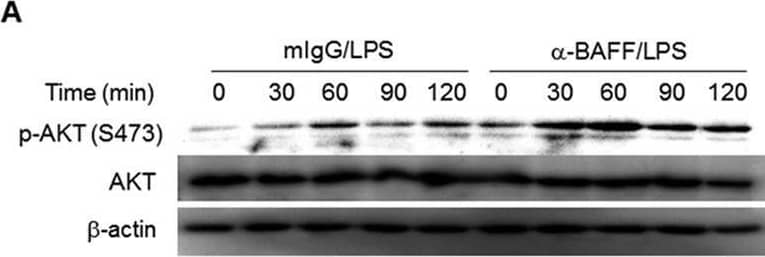 The PI3K/AKT/CREB pathway contributes to the synergistic activation of NF-kappa B and expression of IL-8.(A) THP-1 cells were pre-treated with anti-BAFF or mIgG (1 μg/ml) for 30 min and then stimulated with 100 ng/ml of LPS for the indicated times. Total cell lysates were tested for the levels of phospho-AKT(Ser473), AKT, and  beta -actin by Western blot. (B) THP-1 cells were pre-treated with 5 μM LY294002 (PI3K inhibitor), 10 μM MK2206 (AKT inhibitor) or 0.05% DMSO (VC) for 1 h. The cells were treated with anti-BAFF (1 μg/ml) for 30 min and then stimulated with LPS (100 ng/ml) for 24 h. The levels of secreted IL-8 in culture supernatants were determined by ELISA. **p < 0.01 when compared with corresponding positive control samples stimulated in the absence of inhibitors (n = 6). (C) HEK 293 T cells were co-transfected with an NF-kappa B luciferase construct, reference reporter construct, and BAFF and CD4-TLR4 expressing vectors. After 3 h, the cells were treated with 20 μM LY294002 (PI3K inhibitor), 10 μM MK2206 (AKT inhibitor) or 0.2% DMSO (VC). After 21 h, relative luciferase activities (RLA) were measured. **p < 0.01 when compared with cells co-transfected with BAFF and CD4-TLR4 expressing vectors (n = 6). (D) THP-1 cells were pre-treated with 20 μM LY294002 (PI3K inhibitor) or 0.2% DMSO (VC) for 1 h. The cells were stimulated with LPS (100 ng/ml) for indicated times in the presence of anti-BAFF mAb (1 μg/ml). The phosphorylation levels of AKT and CREB were analyzed by Western blot. Image collected and cropped by CiteAb from the following open publication (//pubmed.ncbi.nlm.nih.gov/28374824), licensed under a CC-BY license. Not internally tested by R&D Systems.