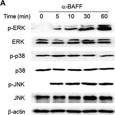 BAFF exerts its enhancing effects through activation of ERK and JNK MAPKs.(A) THP-1 cells were stimulated with anti-BAFF (1 μg/ml) mAb for the indicated time periods. The activation status of MAPK was analyzed by Western blot using antibodies specific for normal and phosphorylated form of MAPKs and actin. (B) The cells were pre-treated with 1 μg/ml of anti-BAFF mAb or mIgG for 30 min and then stimulated with 100 ng/ml of LPS for the indicated time periods. The Western blot analysis of MAPKs was performed as in A. (C-F) THP-1 cells were pre-treated with 3.75 μM U0126 (ERK inhibitor), 2 μM SB203580 (p38 inhibitor), 10 μM SP600125 (JNK inhibitor) or 0.02% DMSO (VC) for 30 min. Cells were then treated with 1 μg/ml anti-BAFF for 30 min before stimulation with 100 ng/ml of LPS for 24 h. Culture supernatants were collected and levels of secreted MMP-9 (C), IL-8 (D), TNF-alpha  (E) and MCP-1 (F) were analyzed by gelatin zymography and ELISA. *p < 0.05 when compared with corresponding positive control samples stimulated in the absence of inhibitors (n = 3). Image collected and cropped by CiteAb from the following open publication (//pubmed.ncbi.nlm.nih.gov/28374824), licensed under a CC-BY license. Not internally tested by R&D Systems.