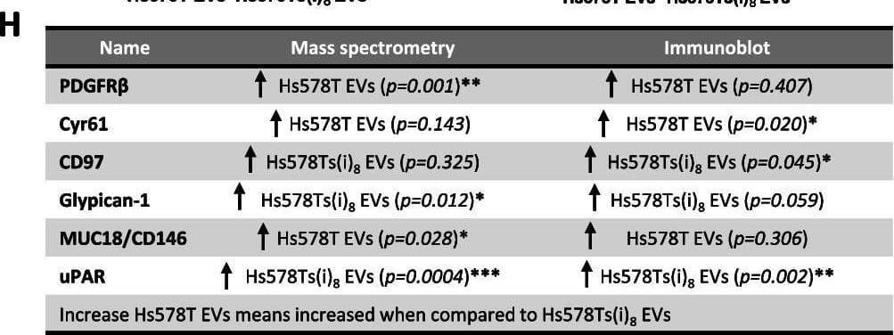 Immunoblot image are shown (A), along with densitometric analysis of (B) PDGFR beta , (C) Cyr61, (D) CD97, (E) Glypican-1, (F) MUC18/CD146 and (G) uPAR. (H) A summary of proteins detected by mass spectrometry and immunoblot. Graphs represent mean ± SEM of n = 3 independent biological experiments, shown as 1,2,3. Unpaired t-test was used as statistical test. *P < 0.05, **P < 0.01, ***P < 0.001 Image collected and cropped by CiteAb from the following open publication (//pubmed.ncbi.nlm.nih.gov/36171564), licensed under a CC-BY license. Not internally tested by R&D Systems.