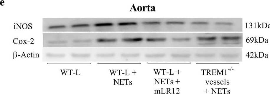 Western Blot TREM1 Antibody (193015) [Unconjugated]