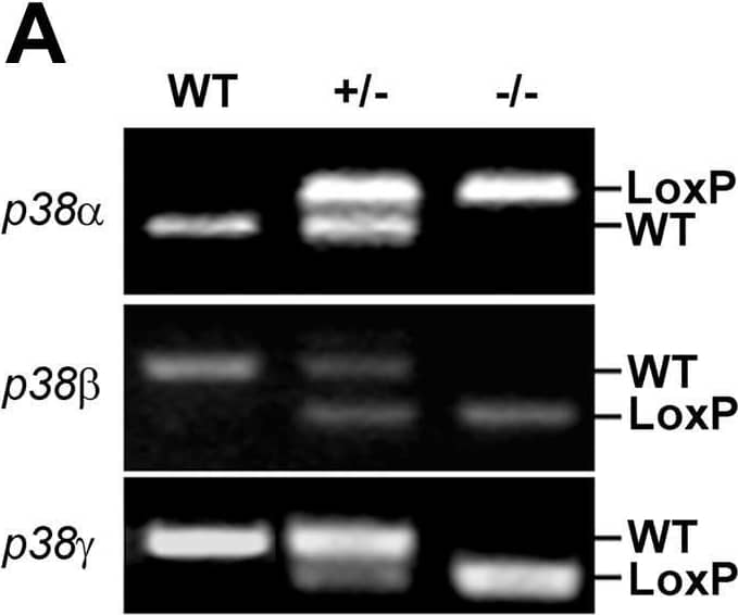Muscle-specific deletion of the p38 alpha , p38 beta  or p38 gamma  gene does not affect endurance exercise-induced fiber-type transformation. Wild type, p38 alpha , p38 beta , and p38 gamma  MKO mice were subjected to 4 weeks of voluntary running (Ex) or sedentary cage activity (Sed) followed by fiber-type and immunoblot analyses in plantaris muscles. A) PCR of genomic DNA with the appropriate primers (see Materials and Methods) for the loxP flanked p38 alleles in wild type (WT), heterozygous (+/−) and homozygous (−/−) mice with loxP-flanked p38 alleles. Only the homozygous mice with the Cre transgene (not shown) were considered p38 muscle-specific knockout (MKO) mice; B) Immunoblot analysis for p38 alpha  and p38 gamma  protein in plantaris muscles of p38 MKO mice in comparison with the wild type littermates.  alpha -tubulin was used as a loading control; and C) Images of immunofluorescence staining of plantaris muscle sections with antibodies against myosin heavy chain IIb (Green), IIa (Blue) and I (Red). Appreciable increases in the percentage of type IIa fibers with concurrent decreases in type IIb fibers are noted in Ex group compared with Sed group among all four genetic backgrounds. The quantitative data is presented in Table 1. Image collected and cropped by CiteAb from the following open publication (//pubmed.ncbi.nlm.nih.gov/19936205), licensed under a CC-BY license. Not internally tested by R&D Systems.