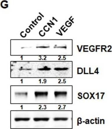 CCN1 stimulates tip cell activity in ECs. (G) Western blotting analysis of VEGFR2, DLL4, and SOX17 protein levels in the same samples as used in F.  beta -actin was used as an internal control. Fold increase was indicated as a number below each band. (H) Luciferase assays in HUVECs transfected with DLL4-Luc reporter vector and treated with CCN1 or VEGF (10 ng/mL) for 24 hr. Luciferase activity was normalised to Renilla luminescence. *p<0.001 vs. Control.10.7554/eLife.46012.005Figure 2—source data 1.Source data for Figure 2G.Source data for Figure 2G. Image collected and cropped by CiteAb from the following open publication (//pubmed.ncbi.nlm.nih.gov/31429823), licensed under a CC-BY license. Not internally tested by R&D Systems.
