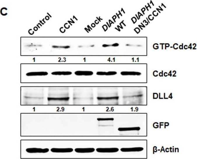 mDia1is essential for CCN1-induced Cdc42 activation in tip cell formation.(A) HUVECs were treated with PBS (Control) or CCN1 (10 ng/mL) for 24 hr, and total RNA was used for the detection of DIAPH1 (mDia1) mRNA expression by qRT-PCR. *p<0.001 vs. Control. (B) After transfection with DIAPH1 WT full length and DIAPH1 double-negative mutant plasmids, HUVECs were treated with CCN1 and immunostained with anti-vinculin antibody (red) and phalloidin (green) to visualise filopodia. Scale bar = 10 µm. (C, D) HUVECs transfected with DIAPH1 WT full length and DIAPH1 double-negative mutant plasmids were treated with CCN1 (10 ng/mL) for 30 min, and active Cdc42 was assessed by western blotting analysis (C) and visualised by p-N-Wasp (D). Fold changes were noted under each protein band. (E) After HUVECs were transfected with DIAPH1 WT full length and DIAPH1 DN3 mutant plasmid, starved cells for 16 hr were treated with CCN1 10 ng/ml for 1 hr and detected YAP/TAZ by IF. Scale bar = 100 µm.10.7554/eLife.46012.012Figure 4—source data 1.Source data for Figure 4C.Source data for Figure 4C. Image collected and cropped by CiteAb from the following open publication (//pubmed.ncbi.nlm.nih.gov/31429823), licensed under a CC-BY license. Not internally tested by R&D Systems.