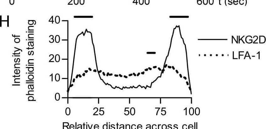 NKG2D and LFA-1 ligation trigger morphologically different responses in NK cells. (H) Quantification of f-actin (phalloidin-AlexaFluor633) across the diameter of cells stimulated on anti-NKG2D (solid line) or anti-LFA-1 (dotted line) (horizontal bars indicate p<0.05 by ANOVA, n = 20). Image collected and cropped by CiteAb from the following open publication (//pubmed.ncbi.nlm.nih.gov/19636352), licensed under a CC-BY license. Not internally tested by R&D Systems.