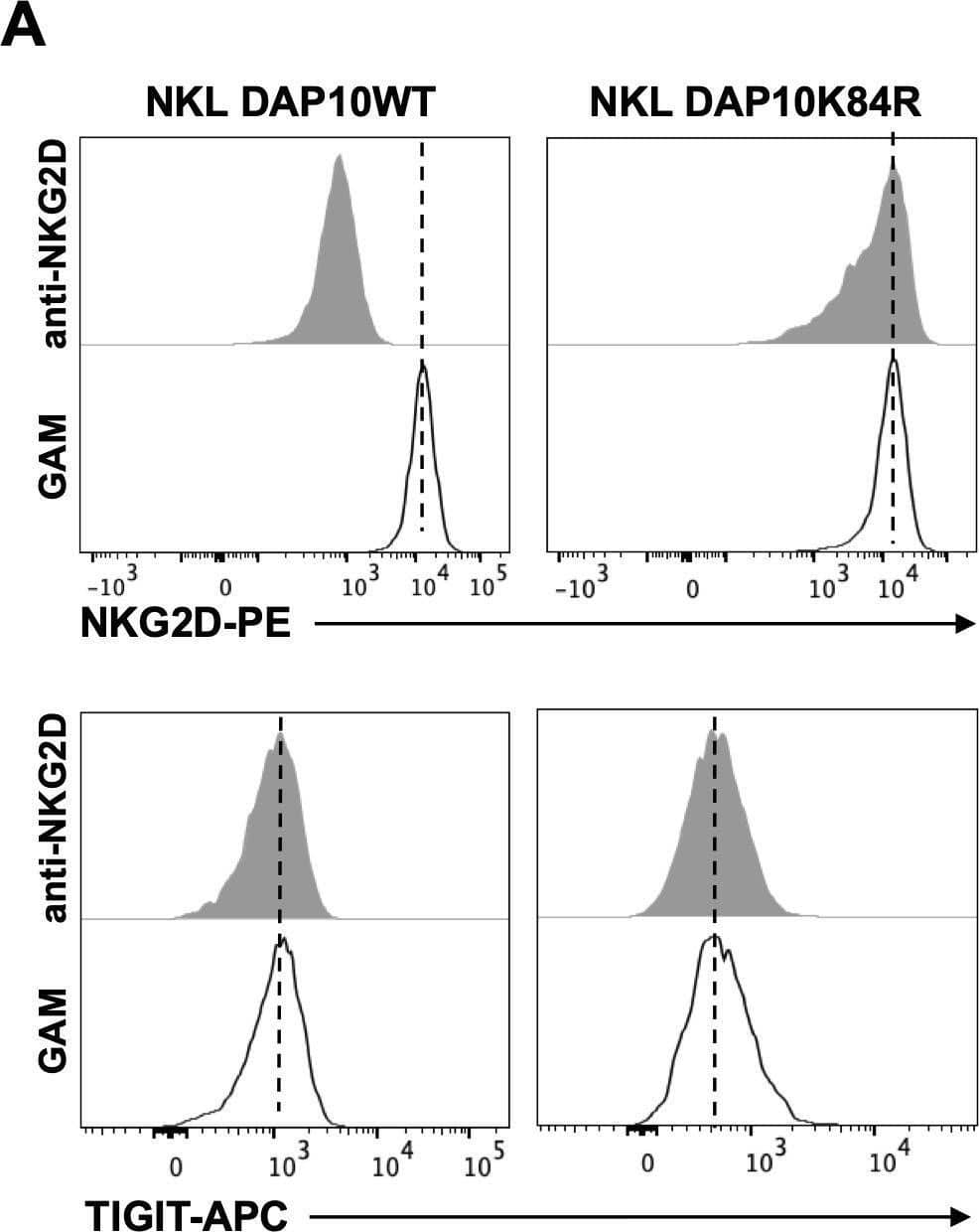 NKG2D internalization is required for impairment in DNAM-1-mediated cytotoxic granule polarization. (A) Surface expression of NKG2D (upper panels) and TIGIT (lower panels) receptors was evaluated on goat anti-mouse (GAM) or anti-NKG2D-stimulated DAP10 WT and DAP10K84R NKL. One representative of three independent experiments is shown in left panels. Data pooled from three independent experiments (mean ± SD) are shown in right panels (the mean fluorescence intensity, MFI value of GAM-stimulated cells in each experiment is set to 1). Paired t test was used for comparisons. *ρ < 0.05. (B) GAM and anti-NKG2D-stimulated DAP10 WT and DAP10K84R NKL (effector cells, E) were incubated with Ba/F3-PVR (target cells, T) for 30 minutes, fixed, permeabilized and stained with the anti-Perforin mAb followed by AlexaFluor594-conjugated GAM-IgG2b and AlexaFluor488-conjugated Phalloidin to visualize polarized actin. Cells were then counterstained with DAPI to visualize nuclei and acquired with LSM980 confocal microscope with a 63x/1.4 NA UPlanSAPO oil immersion objective (all from Zeiss). Right panel: Percentages of conjugates with polarized granules are shown as mean ± SD calculated on ≥30 conjugates for each NK cell type of three independent experiments. Paired t test was used for comparisons. *ρ < 0.05. Image collected and cropped by CiteAb from the following open publication (//pubmed.ncbi.nlm.nih.gov/40421025), licensed under a CC-BY license. Not internally tested by R&D Systems.