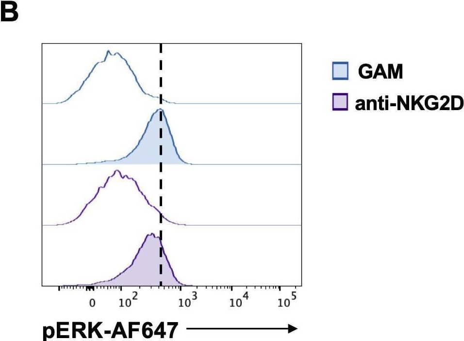 NKG2D stimulation impairs DNAM-1-triggered ERK1/2 phosphorylation. (A, B) goat anti-mouse (GAM) and anti-NKG2D-stimulated NK cells were incubated with anti-DNAM-1 mAb or isotype control Ab followed by goat anti-mouse Ab for different lengths of times. Then, cells were fixed and permeabilized, stained with anti-pAKT (panel A) and anti-pERK1/2 (panel B) and analyzed by FACS. Results from 2 minutes of stimulation with anti-DNAM-1 mAb (filled histograms) or isotype control Ab (empty histograms) from one representative of three independent experiments is shown in the left panels. Quantitative changes in protein phosphorylation at the indicated lengths of time of three independent experiments (mean ± SD) are shown in the right panels. The ratio between the mean fluorescence intensity (MFI) of anti-DNAM-1-stimulated and Ctrl-Ig samples for each time point was used to calculate fold changes. Multiple t test was used for comparisons. *ρ < 0.05. Image collected and cropped by CiteAb from the following open publication (//pubmed.ncbi.nlm.nih.gov/40421025), licensed under a CC-BY license. Not internally tested by R&D Systems.