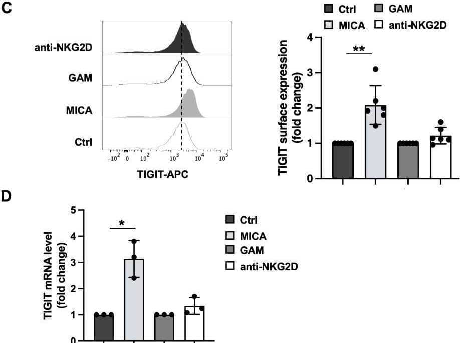 Consequences of MICA-mediated and antibody-mediated NKG2D engagement on cell activation, NKG2D and TIGIT expression. Primary cultured NK cells were incubated with plate-bound recombinant MICA Fc-chimera or anti-NKG2D mAb and goat anti-mouse antibody (GAM). GAM-stimulated NK cells were used as control of NKG2D stimulation. (A) Cells were harvested after 4 hours of stimulation, and degranulation was measured via flow cytometry by assessing CD107a endosomal marker expression. A representative experiment is shown in left panel while means ± SD of three independent experiments are shown in right panel. Paired t test was used for comparisons. *P < 0.05. (B, C) Surface expression of NKG2D and TIGIT receptors was evaluated by FACS analysis upon 18 hours of stimulation. One representative experiment is shown in left panels. Right panels: data pooled from six independent experiments (mean ± SD) are shown (the mean fluorescence intensity, MFI, value of controls NK cells in each experiment is set to 1). Paired t test was used for comparisons. *ρ < 0.05, **ρ < 0.01, ***ρ < 0.001. (D) Relative TIGIT mRNA amount, normalized with GAPDH, was expressed as arbitrary units and referred to the relative controls, considered as calibrator (the value of the calibrator in each run is set to 1). Means ± SD of five independent experiments are shown. Paired t test was used for comparisons. *ρ < 0.05. Image collected and cropped by CiteAb from the following open publication (//pubmed.ncbi.nlm.nih.gov/40421025), licensed under a CC-BY license. Not internally tested by R&D Systems.