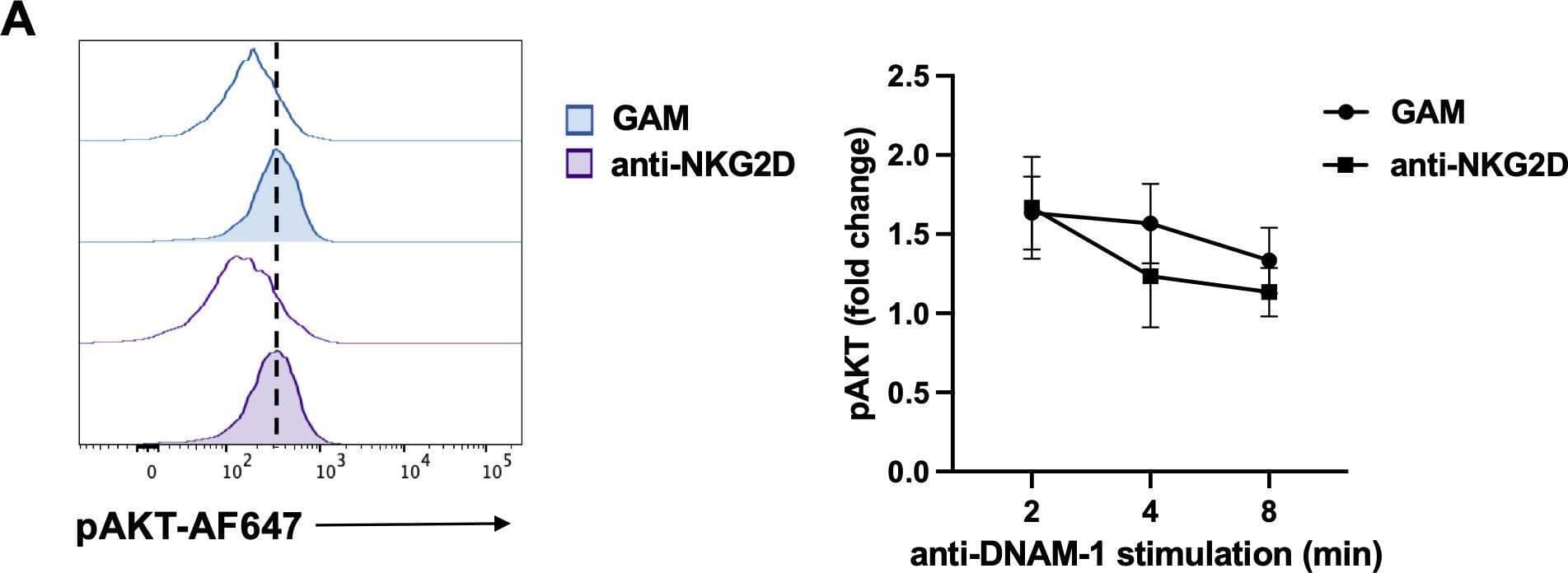 NKG2D stimulation impairs DNAM-1-triggered ERK1/2 phosphorylation. (A, B) goat anti-mouse (GAM) and anti-NKG2D-stimulated NK cells were incubated with anti-DNAM-1 mAb or isotype control Ab followed by goat anti-mouse Ab for different lengths of times. Then, cells were fixed and permeabilized, stained with anti-pAKT (panel A) and anti-pERK1/2 (panel B) and analyzed by FACS. Results from 2 minutes of stimulation with anti-DNAM-1 mAb (filled histograms) or isotype control Ab (empty histograms) from one representative of three independent experiments is shown in the left panels. Quantitative changes in protein phosphorylation at the indicated lengths of time of three independent experiments (mean ± SD) are shown in the right panels. The ratio between the mean fluorescence intensity (MFI) of anti-DNAM-1-stimulated and Ctrl-Ig samples for each time point was used to calculate fold changes. Multiple t test was used for comparisons. *ρ < 0.05. Image collected and cropped by CiteAb from the following open publication (//pubmed.ncbi.nlm.nih.gov/40421025), licensed under a CC-BY license. Not internally tested by R&D Systems.