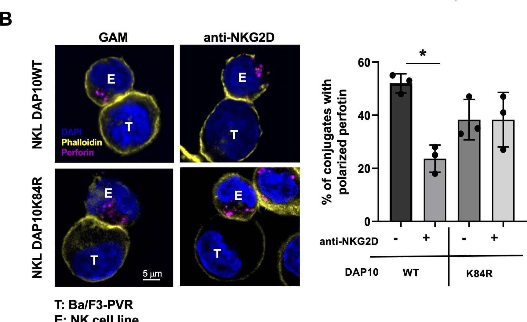 NKG2D internalization is required for impairment in DNAM-1-mediated cytotoxic granule polarization. (A) Surface expression of NKG2D (upper panels) and TIGIT (lower panels) receptors was evaluated on goat anti-mouse (GAM) or anti-NKG2D-stimulated DAP10 WT and DAP10K84R NKL. One representative of three independent experiments is shown in left panels. Data pooled from three independent experiments (mean ± SD) are shown in right panels (the mean fluorescence intensity, MFI value of GAM-stimulated cells in each experiment is set to 1). Paired t test was used for comparisons. *ρ < 0.05. (B) GAM and anti-NKG2D-stimulated DAP10 WT and DAP10K84R NKL (effector cells, E) were incubated with Ba/F3-PVR (target cells, T) for 30 minutes, fixed, permeabilized and stained with the anti-Perforin mAb followed by AlexaFluor594-conjugated GAM-IgG2b and AlexaFluor488-conjugated Phalloidin to visualize polarized actin. Cells were then counterstained with DAPI to visualize nuclei and acquired with LSM980 confocal microscope with a 63x/1.4 NA UPlanSAPO oil immersion objective (all from Zeiss). Right panel: Percentages of conjugates with polarized granules are shown as mean ± SD calculated on ≥30 conjugates for each NK cell type of three independent experiments. Paired t test was used for comparisons. *ρ < 0.05. Image collected and cropped by CiteAb from the following open publication (//pubmed.ncbi.nlm.nih.gov/40421025), licensed under a CC-BY license. Not internally tested by R&D Systems.