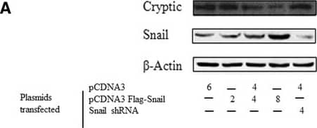Endogenous Cryptic levels are attenuated by Snail expression and are restored upon Snail depletion in PANC1 cells. a Cryptic and Snail levels are measured by western blotting after transfecting different amounts of Snail/control/shRNA plasmids (2/4/6 μg of Snail plasmid and 4 μg of shRNA plasmid and total amount of plasmid made up to 8 μg with pCDNA3 empty vector). Equal loading is confirmed by beta-actin. The blot is representative of 3 experiments (n = 3). qPCR is performed on reverse transcribed samples to estimate the mRNA levels of (b) Snail and (c) Cryptic and is normalized to beta-actin expression (n = 4) Image collected and cropped by CiteAb from the following open publication (//pubmed.ncbi.nlm.nih.gov/27793090), licensed under a CC-BY license. Not internally tested by R&D Systems.