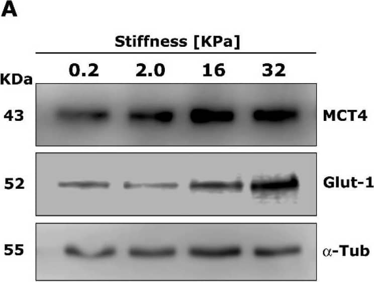 Extracellular matrix stiffness modulates the expression of monocarboxylate transporters in mammary stromal cells. RMF 621 cells (2.5 × 105 per plate) were incubated on plates displaying increasing stiffness and coated with collagen I, as described above, in media +10% FCS. Afterward, 72 cells were lysed and Western blots of MCT4 (A) and Glut1 (B) were performed as described in Section 4. Densitometric analyses of three different experiments were performed from three independent experiments, as shown in (C). The data are presented as the means ± standard error (SEM). (*) and (**) indicate statistically significant differences, with p ≤ 0.05 and p ≤ 0.01, respectively, using the Friedman test followed by Dunn’s posthoc test. Image collected and cropped by CiteAb from the following open publication (//pubmed.ncbi.nlm.nih.gov/34357326), licensed under a CC-BY license. Not internally tested by R&D Systems.