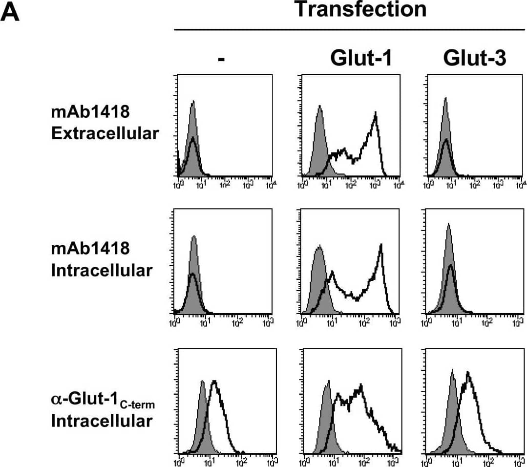 Antibody and HRBD binding following transfection of the Glut-1 and Glut-3 glucose transporters. (A) 293T cells were transfected with Glut-1 or Glut-3 expression vectors and assayed for binding to the mAb1418 and C-term anti-Glut-1 polyclonal Ab. The former stainings were performed on whole cells as well as permeabilized cells to determine cell surface and total binding, respectively. All stainings using the anti-Glut-1 pAb were performed on permeabilized cells as the recognized epitope is intracellular. Staining was performed at 4°C. Specific binding and background fluorescence due to the secondary conjugated Ab are indicated in solid line and filled histograms, respectively. (B) Control and transfected 293T cells were incubated with rFc-tagged H1RBD and H2RBD fusion proteins for 30 min at 37°C followed by incubation with a FITC-conjugated  alpha rabbit-Fc antibody at 4°C. Direct binding to H2RBD was demonstrated by incubation of cells with an EGFP-tagged envelope (H2RBD-EGFP). Binding is shown in solid line histograms whereas control immunofluorescence is shown in filled histograms. Image collected and cropped by CiteAb from the following open publication (//pubmed.ncbi.nlm.nih.gov/17504522), licensed under a CC-BY license. Not internally tested by R&D Systems.