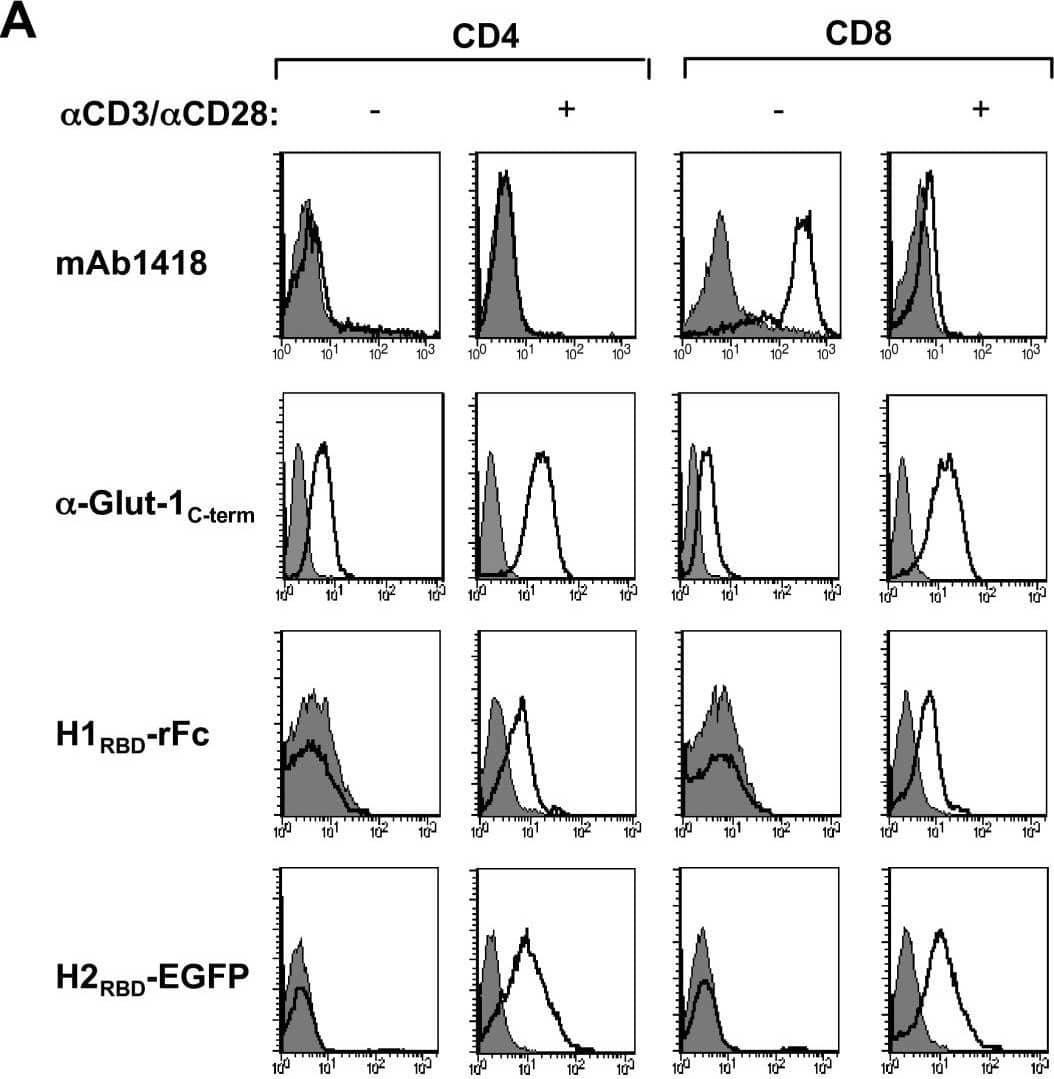 TCR stimulation results in Glut-1 expression and concomitant glucose uptake in CD4 and CD8 lymphocytes: Induction of H1RBD and H2RBD binding. CD4+ and CD8+ T lymphocytes were isolated by negative selection and stimulated via the TCR using  alpha CD3/ alpha CD28 mAbs. (A) Non-activated and TCR-activated T cells were used for binding assays with mAb1418 followed by incubation with a FITC-conjugated  alpha mouse IgG. Intracellular Glut-1 levels were monitored in permeabilized cells using the C-term Glut-1 polyclonal antibody followed by incubation with a FITC-conjugated sheep  alpha rabbit IgG antibody. Filled histograms depict binding in the presence of the secondary FITC-conjugated antibody alone. Expression of the HTLV-1 Env receptor was detected by a 30 min incubation of the non-activated and TCR-activated cells with rabbit rFc-tagged H1RBD fusion protein at 37°C and binding was revealed by a 20 min incubation at 4°C with a FITC-conjugated sheep  alpha rabbit IgG antibody. Binding to the H2RBD domain fused directly to EGFP (H2RBD-EGFP) was detected following a 30 min incubation at 37°C. (B) Glucose uptake was assayed by incubating non-activated and TCR-activated CD4 and CD8 T cells (1 × 106) with 2-deoxy-D [1-3H]glucose (2 μCi) for 45 min at 37°C. Uptake for each cell population is expressed as mean counts per minute (CPM) for triplicate samples, error bars indicate SD. Image collected and cropped by CiteAb from the following open publication (//pubmed.ncbi.nlm.nih.gov/17504522), licensed under a CC-BY license. Not internally tested by R&D Systems.