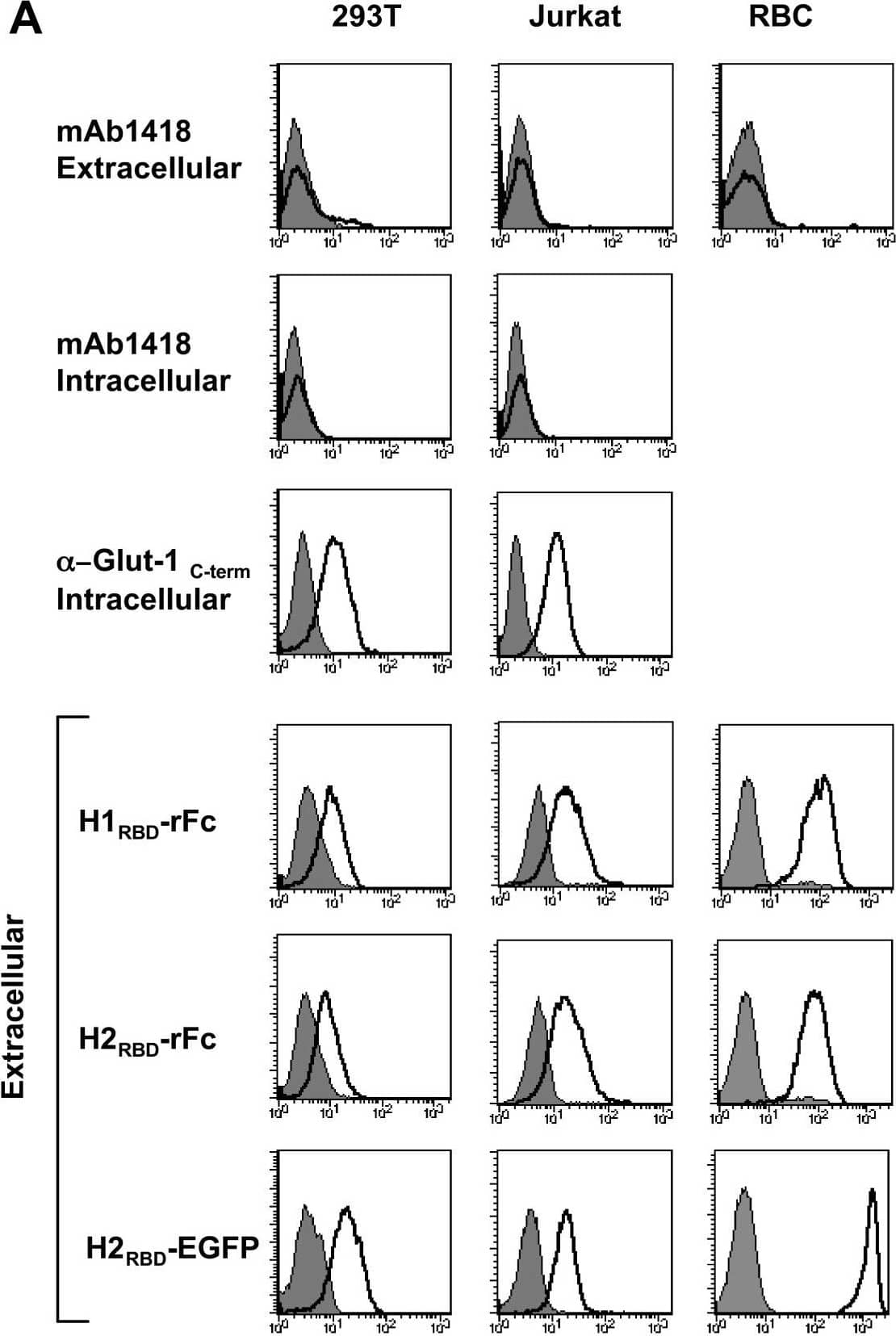 Endogenous Glut-1 expression in diverse cell types is not reflected by mAb1418 reactivity but correlates with binding of the HTLV-1 and HTLV-2 Env RBDs. (A) 293T, Jurkat and primary human erythrocytes were stained with mAb1418 and control binding with the secondary FITC-conjugated antibody is shown in all histograms (filled). Intracellular Glut-1 levels in permeabilized 293T and Jurkat cells were monitored with mAb1418 as well as the C-term polyclonal Glut-1 antibody. Expression of the HTLV-1 and HTLV-2 receptor was monitored by incubation of cells for 30 min at 37°C with the rFc-tagged H1RBD and H2RBD fusion proteins as well as the H2RBD-EGFP fusion protein. Binding is shown in solid line histograms whereas control immunofluorescence is shown in filled histograms. (B) Total Glut-1 protein levels in cell extracts from 293T, Jurkat and human erythrocytes were monitored by immunoblotting with an anti-C-term Glut-1 antibody. Image collected and cropped by CiteAb from the following open publication (//pubmed.ncbi.nlm.nih.gov/17504522), licensed under a CC-BY license. Not internally tested by R&D Systems.