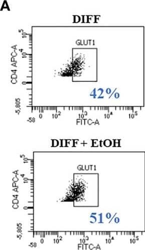 Effect of ethanol on CD4+ T cell glucose metabolism. (A) Representative FACS plots of GLUT1 expression in DIFF and DIFF + EtOH CD4+ T cells. (B) Ethanol increased CD4+ T cell GLUT1 expression. (C) Representative FACS histograms of 2-NBDG uptake in DIFF and DIFF + EtOH CD4+ T cells. (D) Ethanol increased glucose uptake within differentiated CD4+ T cells. (E) All experimental groups were analyzed using the Glycolytic Stress test. Ethanol increased glycolysis (F) and glycolytic capacity (G) within differentiated groups. MFI = mean fluorescent intensity, 2-NBDG = 2-Deoxy-2-[(7-nitro-2,1,3-benzoxadiazol-4-yl)amino]-D-glucose, ECAR = extracellular acidification rate, Naïve = undifferentiated and no ethanol treatment, EtOH = undifferentiated and ethanol-treated, DIFF = differentiated and no ethanol treatment, and DIFF + EtOH = differentiated and ethanol-treated. Data represents average values using CD4+ T cells from 6 donors expressed as mean ± SEM. Significant differences (p<0.05) were determined by repeated measures 2-way ANOVA. *p ≤ 0.05. Image collected and cropped by CiteAb from the following open publication (//pubmed.ncbi.nlm.nih.gov/35634279), licensed under a CC-BY license. Not internally tested by R&D Systems.