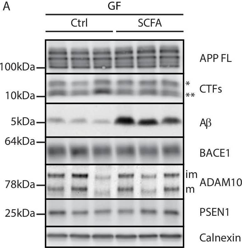 Short chain fatty acids (SCFA) mildly increase amyloidogenic processing.(A) Western blot analysis and (B) its densitometry quantification of 3 months old brain homogenates of control (Ctrl)- and SCFA-supplemented germ-free (GF) APPPS1 animals. The A beta  level is significantly increased in SCFA group in comparison to Ctrl, despite unaffected APP FL levels. APP CTFs show a decreased C83 (**) to C99 (*) ratio. We could not detect alterations in protein levels of secretases involved in APP processing (ADAM10, BACE1, and  gamma -secretase/PSEN1). m = ADAM10 mature form; im = ADAM10 immature form. Data represent mean ± SEM (unpaired T-test; n(Ctrl) = 3, n(SCFA) = 3). (C) Upper panel:  gamma -Secretase reconstituted into lipid vesicles was incubated at 37°C together with the C99-based substrate C100-His6 in the presence of increasing doses of a SCFA mixture (375 and 750 μM final concentration of total SCFA of an equimolar mixture of Na-acetate, Na-propionate, and Na-butyrate) for 24 hr. Production of A beta  was analyzed by immunoblotting.  gamma -Secretase inhibitor (GSI) L-685,458 (0.4 μM) was used as a negative control. No alterations in A beta  levels were detected in the presence of SCFA. Lower panel: Qualitative analysis of individual A beta  species via Tris‐Bicine‐Urea SDS‐PAGE reveals that SCFA treatment does not alter the ratio among the different A beta  species (A beta 37-38-40-42/43) suggesting no direct effects on modulation of  gamma -secretase cleavage. (D) Aggregation kinetics of monomeric A beta 40 recorded by the increase in fluorescence of Thioflavin T incubated with either 30 mM NaCl (Ctrl) or 30 mM SCFA mixture do not show any significant difference, suggesting that SCFA do not directly modify A beta  fibrillarization. Data points represent mean ± SD from three independent experiments. Image collected and cropped by CiteAb from the following open publication (//pubmed.ncbi.nlm.nih.gov/33845942), licensed under a CC-BY license. Not internally tested by R&D Systems.