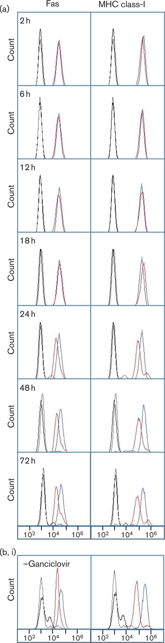 Modulation of Fas cell surface expression in cells infected with HCMV. (a) HFFF-hTERTs were infected with HCMV strain Merlin (m.o.i. 10) or mock-infected, and analysed at indicated time points by flow cytometry for cell surface Fas expression [mAb142 (R&D Systems), n≥3). (b) HFFFs were infected with HCMV strain Merlin (m.o.i. 10, 72 h) in the presence (i) or absence (ii) of 100 µM ganciclovir and analysed by flow cytometry for cell surface Fas expression (n = 3). (c) HFFF-hTERTs were incubated with supernatants (sn) of strain Merlin-infected cells (m.o.i. 10, 72 h p.i.) from which virions had been removed using a 0.1 µm filter, or were infected with HCMV strain Merlin (m.o.i. 10, 72 h) or an equivalent  gamma -irradiated preparation (2500 Gy) and analysed by flow cytometry for cell surface Fas expression (n = 3). (d) HFFF-hTERTs were infected with HCMV strains Merlin, AD169, FIX or TB40 (m.o.i. 10, 72 h) and analysed by flow cytometry for cell surface Fas expression (n≥3). Control IgG staining is denoted by black and grey lines for mock-infected and HCMV-infected cells, respectively. Image collected and cropped by CiteAb from the following open publication (//pubmed.ncbi.nlm.nih.gov/24394698), licensed under a CC-BY license. Not internally tested by R&D Systems.