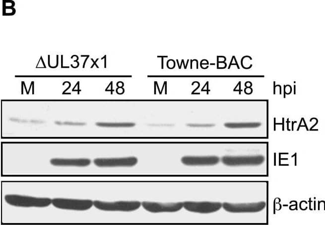 HtrA2/Omi expression increases following CMV infection.(A–B) Immunoblot analyses of HtrA2/Omi in lysates of mock-infected HF (M) or HF infected (MOI of 3) with Towne-BAC or  delta UL37x1 for 24, 48, 72, 96, or 120 h and control cell lysates from HeLa cells transfected with HtrA2/Omi expression plasmid (+) or control plasmid (−). The expected migration of the 49 kDa immature, pro-HtrA2/Omi and 36 kDA mature, HtrA2/Omi was calculated based on migration of molecular weight markers (not shown). Immunoblot detection of HtrA2,  beta -actin and IE1 are shown. (C–N) Immunofluorescent images of HtrA2/Omi (C, F) and cytochrome c (I, L) (red), and GFP fluorescence (green) (D, G, J, M) and merged images (E, H, K, N) at 72 h (C–H) or 96 h (I–N) postinfection (MOI of 0.001) with  delta UL37x1 (C–E, I–K) or Towne-BAC (F–H, L–N). Original magnification ×1000. Image collected and cropped by CiteAb from the following open publication (//pubmed.ncbi.nlm.nih.gov/18769594), licensed under a CC-BY license. Not internally tested by R&D Systems.