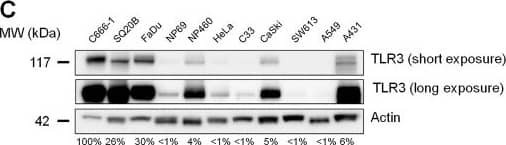 TLR3 is highly expressed in NPC cell lines and xenografts. Western blot analysis reveals intense expression of TLR3 in EBV-positive C666-1, C18, C17 and C15 xenografts/cell lines (A), and in EBV-negative HONE1 and CNE1 NPC cell lines (B). To better characterize the status of TLR3 in NPC cells, its expression was simultaneously assessed in C666-1, in the non NPC head and neck squamous cell carcinoma cell lines SQ20B and FaDu, and in a panel of non malignant and malignant epithelial cell-lines, namely NP69 and NP460 (non tumorigenic immortalized nasopharyngeal cell lines), HeLa, C33 and CaSki (cervical carcinoma), SW613 (colon carcinoma), A549 (non-small cell lung cancer), and A431 (vulvar squamous carcinoma) (C). The same blotted membranes were stained with anti-actin for protein loading controls. Image collected and cropped by CiteAb from the following open publication (//pubmed.ncbi.nlm.nih.gov/23198710), licensed under a CC-BY license. Not internally tested by R&D Systems.