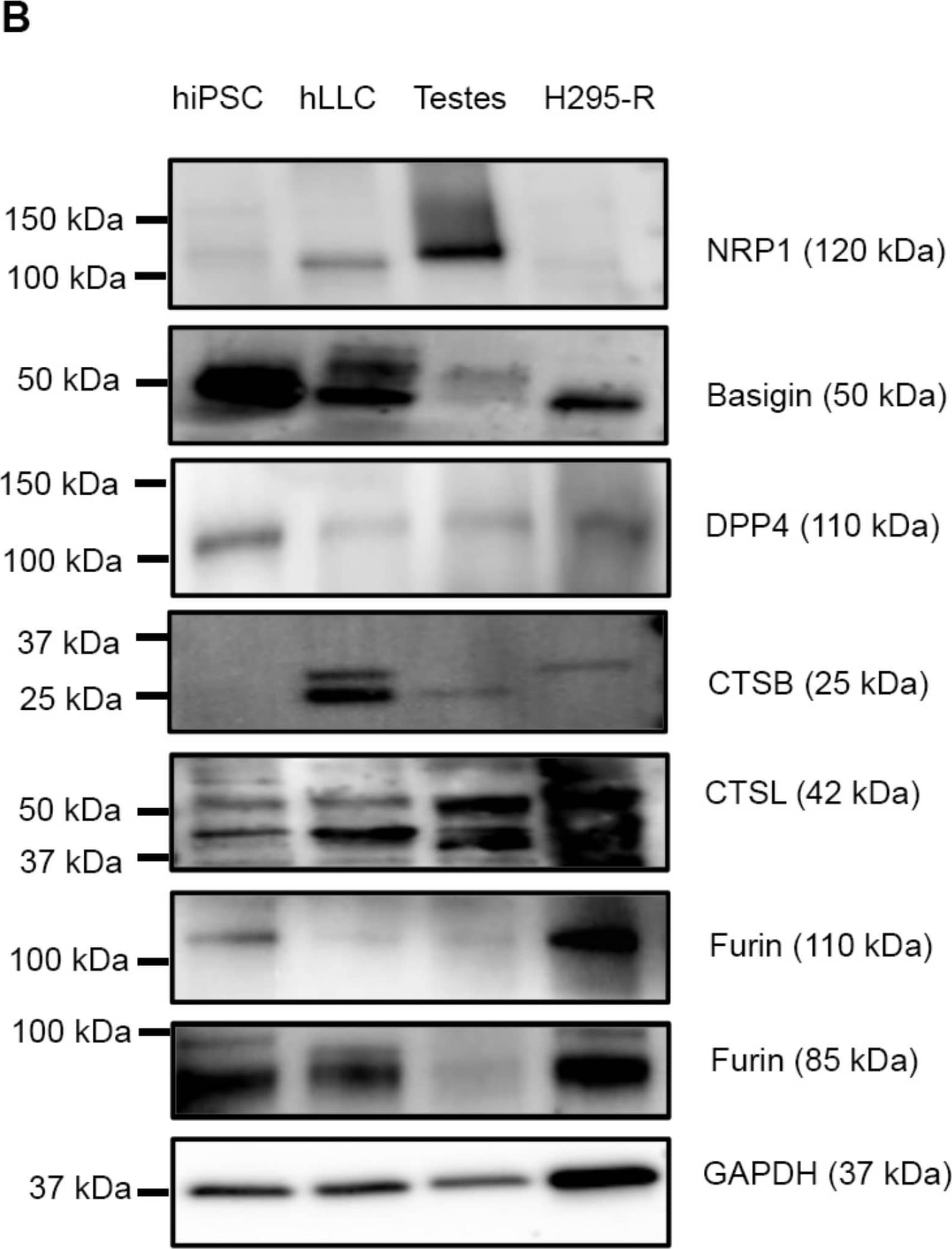 Potential pathways of SARS-CoV-2 entry in hLLCs. (A) The qPCR analyses show that SARS-CoV-2 receptors, including neuropilin-1 (NRP1), basigin, and dipeptidyl peptidase-4 (DPP4), and potential SARS-CoV-2 proteases, including cathepsin B (CTSB), cathepsin L (CTSL), and furin, which are responsible for spike cleavage, are highly expressed in hLLCs and H295-R cells. The hiPSCs used for hLLC derivation were used as a control. Data are presented as means ± SDs, n ≥ 3. Not significant = n.s. at p > 0.05; * p < 0.05; *** p < 0.001. (B) NRP1, basigin, DPP4, CTSB/L, and furin are all expressed in hLLCs and human testes, whereas NRP1 is not present in H295-R cells and hiPSCs. Moreover, CTSB is not expressed in hiPSCs, suggesting that entry pathways of SARS-CoV-2 do not fully overlap between hLLCs, H295-R cells, and hiPSCs. Image collected and cropped by CiteAb from the following open publication (//pubmed.ncbi.nlm.nih.gov/37190107), licensed under a CC-BY license. Not internally tested by R&D Systems.