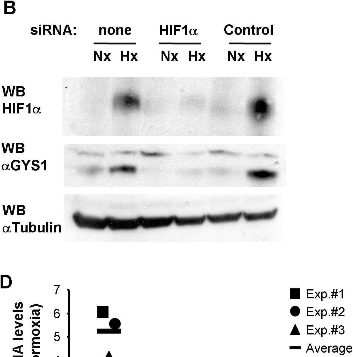 HIF mediates GYS1 induction by hypoxia.c2c12 myoblasts were transfected with siRNA against mouse HIF1 alpha  (HIF1 alpha ), an siRNA containing an irrelevant sequence (Scramble) or left untreated (none). 24 hours after transfection cells were cultured for 12 hours at 21% (Nx) or 1% oxygen (Hx) and then processed to determine mRNA (A,C), or protein (B) levels. Graphs represent normalized mRNA levels in each condition relative to the untreated normoxic cells. Data shown are the results of three independent experiments and their mean. **, p<0.01 as compared to samples transfected with irrelevant siRNA (Control) and exposed to the same oxygen tension. Numbers represent average values. (D) HIF-competent (HIF beta  wt), Hepa C1, and HIF-deficient (HIF beta  def), Hepa C4, cells were exposed to normoxia (Nx) or 1% oxygen (Hx) for 12 hours and processed to determine GYS1 mRNA level. The graph represents the normalized GYS1 mRNA levels in each condition relative to the normoxic Hepa C1 cells (horizontal line) from three independent experiments. **, p<0.01 as compared to HIF-competent cells exposed to the same oxygen tension. Image collected and cropped by CiteAb from the following open publication (//pubmed.ncbi.nlm.nih.gov/20300197), licensed under a CC-BY license. Not internally tested by R&D Systems.