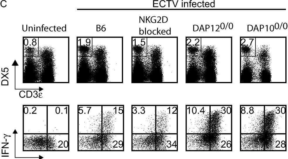 NK  Require NKG2D to Control Early Virus Dissemination & for Optimal Cytotoxicity but Not Activation(A) B6 mice infected with 3,000 pfu ECTV. On day 5 PI, mice pulsed with BrdU for 3 h & their spleens analyzed by flow cytometry. Plots are gated on CD3ɛ− NK1.1+ . Data correspond to pools of three mice from three individual experiments.(B) Increased viral titers of infected mice with NKG2D blockade in vivo. Intact B6 mice, B6 mice with NKG2D blockade, B6 mice depleted of NK , B6 mice depleted of T  (treated with anti-CD4 + anti-CD8 mAbs), or depleted of T  & with NKG2D blockade infected with 3,000 pfu ECTV & the viral titers in spleen determined on day 3 PI. Data are the average ± SD of three individual mice & are representative of two similar experiments.(C) The indicated mice infected with 3,000 pfu ECTV, & the NK responses in the D-LN determined at 2 d PI. Upper panel: Dot plot showing the proportion of NK  (DX5+, CD3e−) in the D-LN of infected & control uninfected mice. Lower panel: GzB & IFN-gamma  production by NK .  correspond to the DX5+, CD3ɛ− gate of the upper panels. Data correspond to pools of three mice & are representative of three similar experiments.(D) NK  purified from spleens (5 d PI) of ECTV-infected intact or NKG2D-blocked mice & stained as indicated. Filled histogram: isotype-matched control Ig; gray line: NKG2D-blocked mice; black line: intact mice.(E) NK  purified from spleens of intact or NKG2D-blocked mice as indicated & used as effectors in a 4-h 51Cr release assay against the indicated targets. Data correspond to pools of three mice & are representative of three experiments.(F) As in (D), but the NK  purified from untreated mice & a neutralizing anti-NKG2D mAb was added to the in vitro cytotoxicity assays, as indicated. Image collected & cropped by CiteAb from the following open publication (//pubmed.ncbi.nlm.nih.gov/18266471), licensed under a CC-BY license. Not internally tested by R&D Systems.