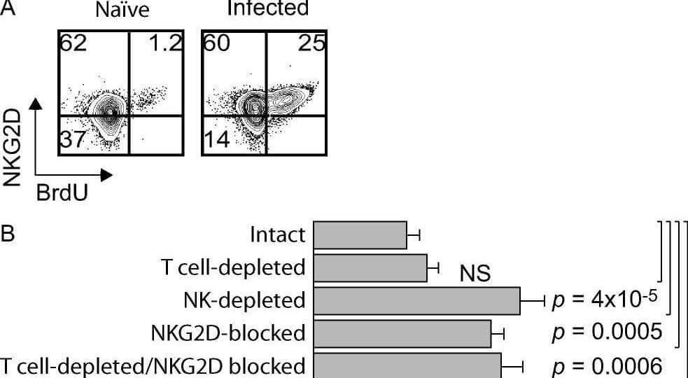 NK  Require NKG2D to Control Early Virus Dissemination & for Optimal Cytotoxicity but Not Activation(A) B6 mice infected with 3,000 pfu ECTV. On day 5 PI, mice pulsed with BrdU for 3 h & their spleens analyzed by flow cytometry. Plots are gated on CD3ɛ− NK1.1+ . Data correspond to pools of three mice from three individual experiments.(B) Increased viral titers of infected mice with NKG2D blockade in vivo. Intact B6 mice, B6 mice with NKG2D blockade, B6 mice depleted of NK , B6 mice depleted of T  (treated with anti-CD4 + anti-CD8 mAbs), or depleted of T  & with NKG2D blockade infected with 3,000 pfu ECTV & the viral titers in spleen determined on day 3 PI. Data are the average ± SD of three individual mice & are representative of two similar experiments.(C) The indicated mice infected with 3,000 pfu ECTV, & the NK responses in the D-LN determined at 2 d PI. Upper panel: Dot plot showing the proportion of NK  (DX5+, CD3e−) in the D-LN of infected & control uninfected mice. Lower panel: GzB & IFN-gamma  production by NK .  correspond to the DX5+, CD3ɛ− gate of the upper panels. Data correspond to pools of three mice & are representative of three similar experiments.(D) NK  purified from spleens (5 d PI) of ECTV-infected intact or NKG2D-blocked mice & stained as indicated. Filled histogram: isotype-matched control Ig; gray line: NKG2D-blocked mice; black line: intact mice.(E) NK  purified from spleens of intact or NKG2D-blocked mice as indicated & used as effectors in a 4-h 51Cr release assay against the indicated targets. Data correspond to pools of three mice & are representative of three experiments.(F) As in (D), but the NK  purified from untreated mice & a neutralizing anti-NKG2D mAb was added to the in vitro cytotoxicity assays, as indicated. Image collected & cropped by CiteAb from the following open publication (//pubmed.ncbi.nlm.nih.gov/18266471), licensed under a CC-BY license. Not internally tested by R&D Systems.