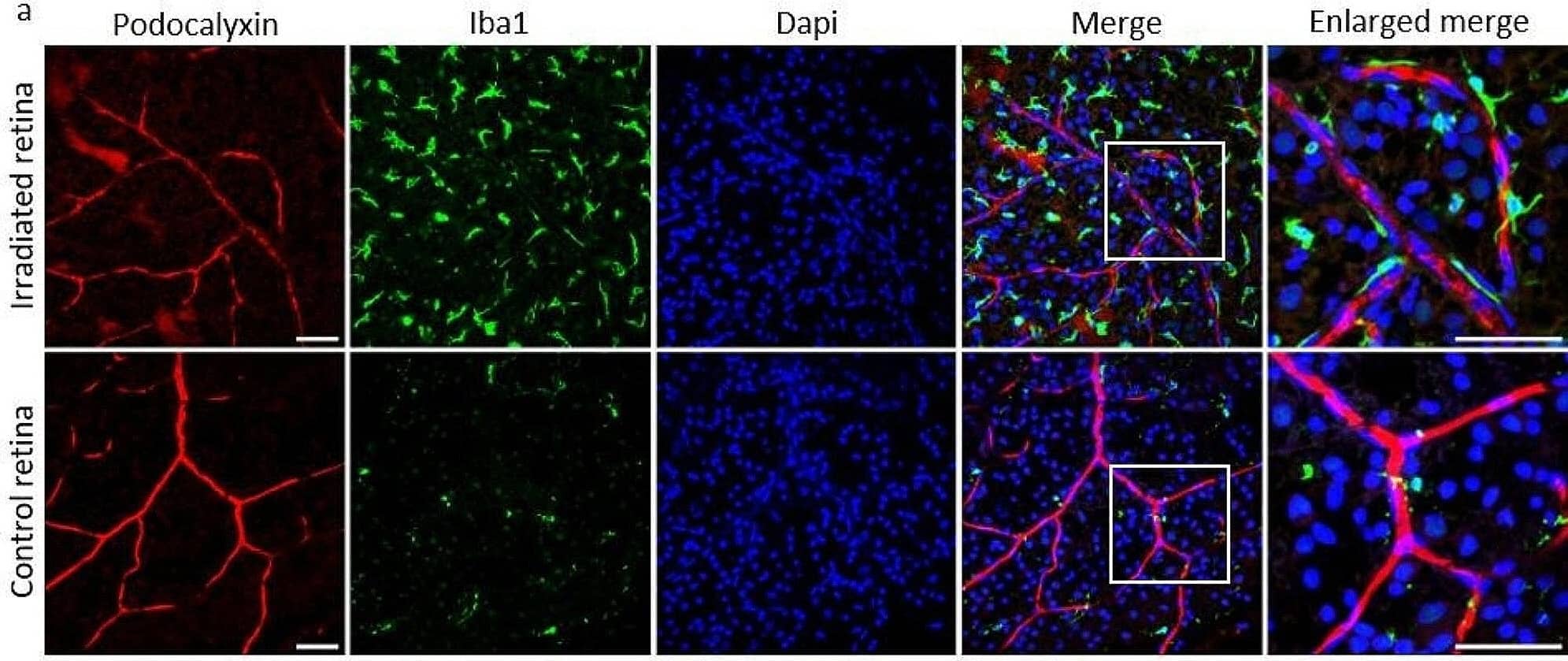 Immunohistochemistry Podocalyxin Like Antibody (192703) [Unconjugated]
