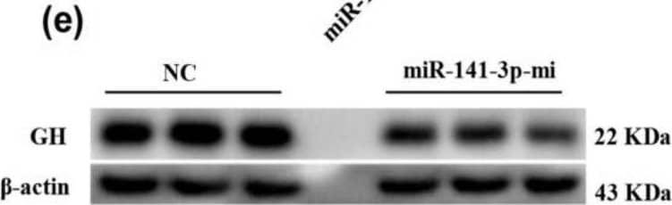 miR-141-3p negatively regulates growth hormone (GH) mRNA and protein expression. GH3 cells were separately transfected with 100 pM miR-141-3p mimic and miR-141-3p inhibitor. Forty-eight hours later, GH3 cells were collected. (a,b) Analysis of miR-141-3p levels by qRT-PCR. (c,d) Analysis of GH1 mRNA levels by qRT-PCR. (e,f) Analysis of GH protein levels by Western blot and quantitative analysis of the Western blot results. Results are presented as the means ± SEM (n = 3). *, p < 0.05, **, p < 0.01, (t test). iNC, inhibitor negative control. Image collected and cropped by CiteAb from the following open publication (//pubmed.ncbi.nlm.nih.gov/30011963), licensed under a CC-BY license. Not internally tested by R&D Systems.
