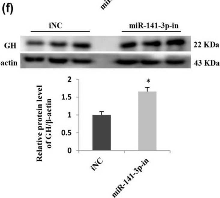 miR-141-3p negatively regulates growth hormone (GH) mRNA and protein expression. GH3 cells were separately transfected with 100 pM miR-141-3p mimic and miR-141-3p inhibitor. Forty-eight hours later, GH3 cells were collected. (a,b) Analysis of miR-141-3p levels by qRT-PCR. (c,d) Analysis of GH1 mRNA levels by qRT-PCR. (e,f) Analysis of GH protein levels by Western blot and quantitative analysis of the Western blot results. Results are presented as the means ± SEM (n = 3). *, p < 0.05, **, p < 0.01, (t test). iNC, inhibitor negative control. Image collected and cropped by CiteAb from the following open publication (//pubmed.ncbi.nlm.nih.gov/30011963), licensed under a CC-BY license. Not internally tested by R&D Systems.