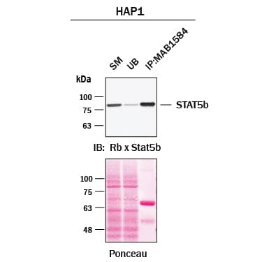 Immunoprecipitation was performed on cell lysate of HAP1 human near-haploid cell line using 2.0 μg of Mouse Anti-Human Stat5b Monoclonal Antibody (Catalog # MAB1584) pre-coupled to protein G or protein A beads. Immunoprecipitated Stat5b was detected with a Rabbit Anti-Stat5b antibody. The Ponceau stained transfers of each blot are shown. SM=10% starting material; UB=10% unbound fraction; IP=immunoprecipitated.  Image, protocol, and testing courtesy of YCharOS Inc. (ycharos.com).