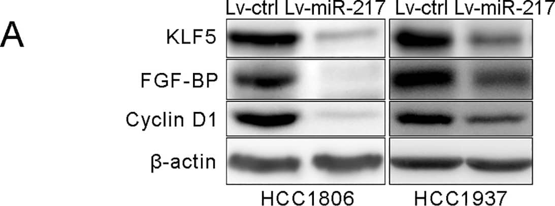 Western Blot FGF-BP Antibody (196519)