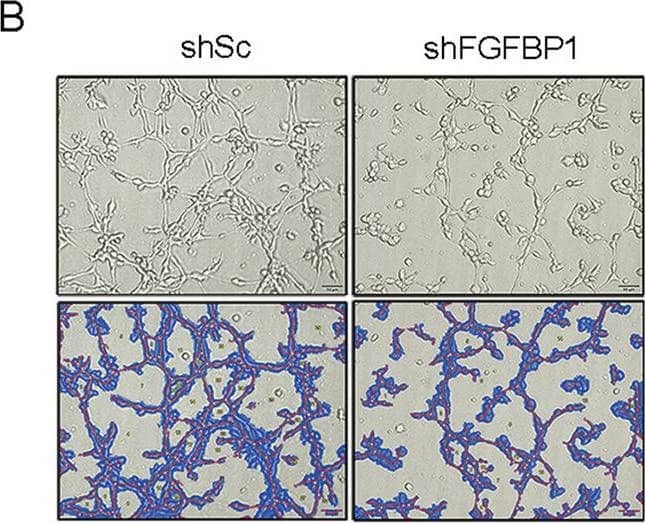 Immunohistochemistry FGF-BP Antibody (196519)