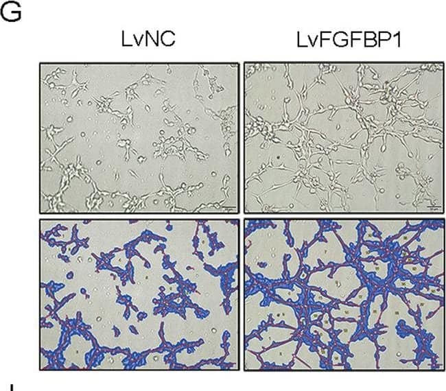 Immunohistochemistry FGF-BP Antibody (196519)