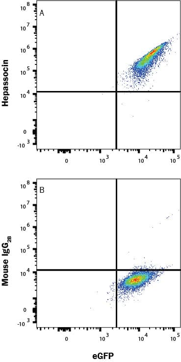 HEK293 cells transfected with Human Hepassocin and eGFP were stained with eGFP and either (A) Mouse Anti-Human Hepassocin/FGL1 Monoclonal Antibody (Catalog # MAB16143) or (B) Mouse IgG2B Isotype Control (Catalog # MAB004) followed by Phycoerythrin-conjugated Anti-Mouse IgG Secondary Antibody (Catalog # F0102B). View our protocol for Staining Intracellular Molecules.