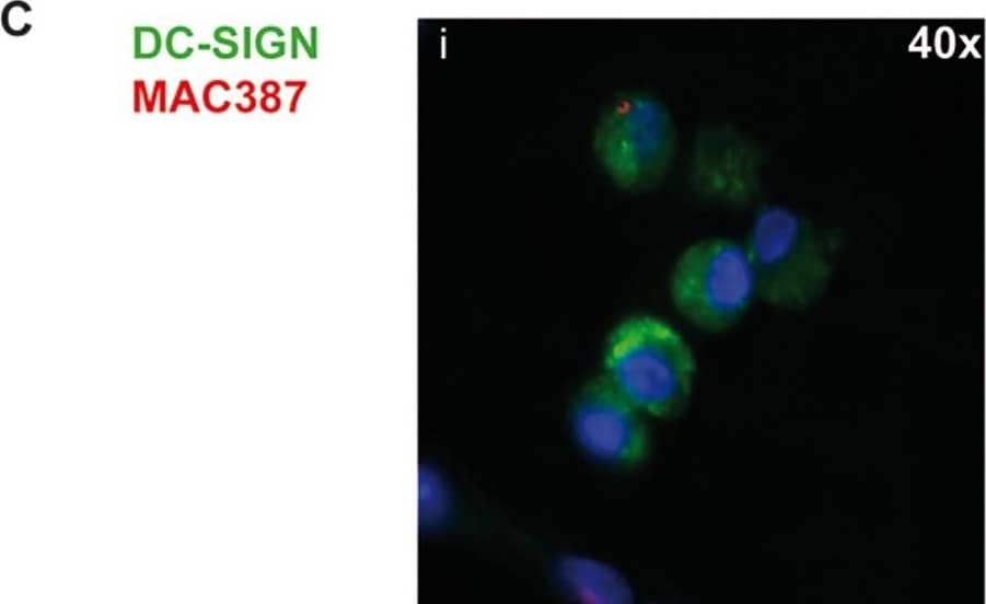 DC-SIGN is expressed by DCs and a subset of macrophages in lymph nodes.(A) TBLN cells were stained for DC-SIGN in combination with DC and macrophage markers and analyzed by flow cytometry. Gray areas show negative controls (DC-SIGN single staining). Percentages of positive cells expressing the markers are annotated in the upper right corner. (B) DC-SIGN expression of CD11c+ and CD83+ cells in TBLNs. (C-D) Dual immunofluorescence staining of DC-SIGN (green) and MAC387 (red) in lung sections 2 or 3 d.p.i. (C i-iv) and axillary lymphoid tissue 4 d.p.i. (D). Nuclei are stained blue with Hoechst. Image collected and cropped by CiteAb from the following open publication (//pubmed.ncbi.nlm.nih.gov/23227146), licensed under a CC-BY license. Not internally tested by R&D Systems.