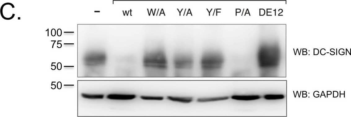 K3 and K5 affect the stability of DC-SIGN and DC-SIGNR in a RING-CH domain-dependent mechanism.A) 293 cells stably expressing wild-type K3 or K5, or the RING-CH mutant of either viral protein were transiently transfected with 2 µg DC-SIGN or DC-SIGNR constructs. At ∼48 hpt,cells were lysed in RIPA buffer and 30 µg of normalized lysate were loaded per sample. Protein levels of DC-SIGN or DC-SIGNR were determined by WB, and then blots were reprobed for lamin B as a loading control. Data is representative of at least three independent experiments. B) THP-1 cell stably expressing the indicated K5 constructs or empty vector were stained for cell surface levels of DC-SIGN. Solid histogram, empty vector; grey histogram, K5 construct; dotted histogram, isotype control. C) The same THP-1 cell lines used in Panel B, were lysed and subjected to western blotting with either a DC-SIGN (H-200) or GAPDH (O411) antibody, as loading control. Data is representative of at least three independent experiments. Image collected and cropped by CiteAb from the following open publication (//pubmed.ncbi.nlm.nih.gov/23460925), licensed under a CC-BY license. Not internally tested by R&D Systems.